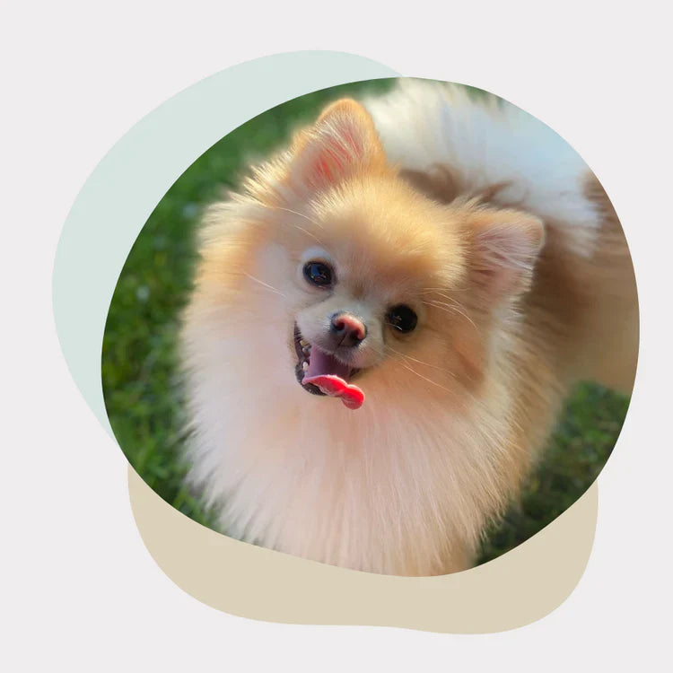 Pets Collection
